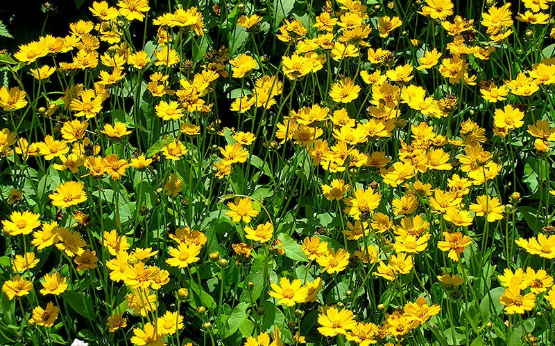 Dwarf Mouse Ear Coreopsis - 1 Gallon Pot 5 Dwarf Mouse Ear Coreopsis - 1 Gallon Pot - Image 5