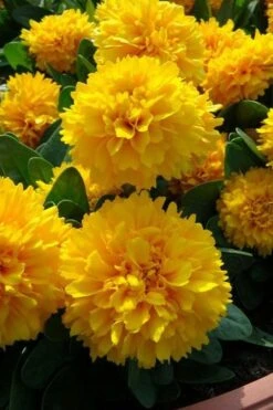 Solanna Golden Sphere Coreopsis - 5 Pack Of Quart Pots -Plant Promotion Store coreopsis grandiflora solana golden sphere 1