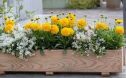 Solanna Golden Sphere Coreopsis - 5 Pack Of Quart Pots -Plant Promotion Store coreopsis grandiflora solana golden sphere 4