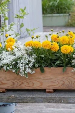 Solanna Golden Sphere Coreopsis - 5 Pack Of Quart Pots -Plant Promotion Store coreopsis grandiflora solana golden sphere 5