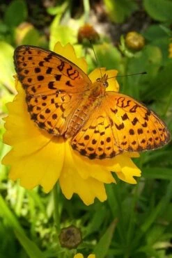 Lanceleaf Coreopsis (Tickseed) - 8 Pack Of 1 Gallon Pots 9 Lanceleaf Coreopsis (Tickseed) - 8 Pack Of 1 Gallon Pots -Plant Promotion Store coreopsis lanceolata 18