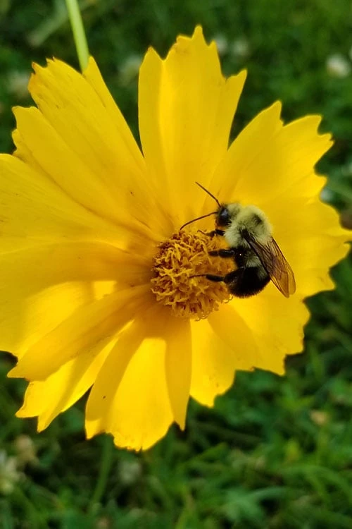 Lanceleaf Coreopsis (Tickseed) - 8 Pack Of 1 Gallon Pots 5 Lanceleaf Coreopsis (Tickseed) - 8 Pack Of 1 Gallon Pots - Image 5