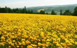 Lanceleaf Coreopsis (Tickseed) - 8 Pack Of 1 Gallon Pots 11 Lanceleaf Coreopsis (Tickseed) - 8 Pack Of 1 Gallon Pots -Plant Promotion Store coreopsis lanceolata 21