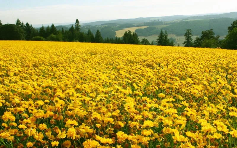 Lanceleaf Coreopsis (Tickseed) - 8 Pack Of 1 Gallon Pots 6 Lanceleaf Coreopsis (Tickseed) - 8 Pack Of 1 Gallon Pots - Image 6