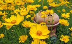 Lanceleaf Coreopsis (Tickseed) - 8 Pack Of 1 Gallon Pots 8 Lanceleaf Coreopsis (Tickseed) - 8 Pack Of 1 Gallon Pots -Plant Promotion Store coreopsis lanceolata 22