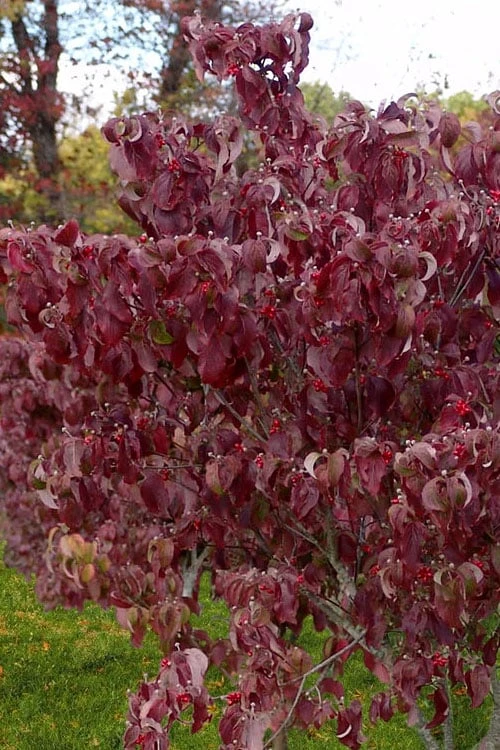 Cloud 9 Dogwood Tree - 1 Gallon Pot 5 Cloud 9 Dogwood Tree - 1 Gallon Pot - Image 5