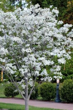 Cloud 9 Dogwood Tree - 1 Gallon Pot 8 Cloud 9 Dogwood Tree - 1 Gallon Pot -Plant Promotion Store cornus florida cloud 9 dogwood 5