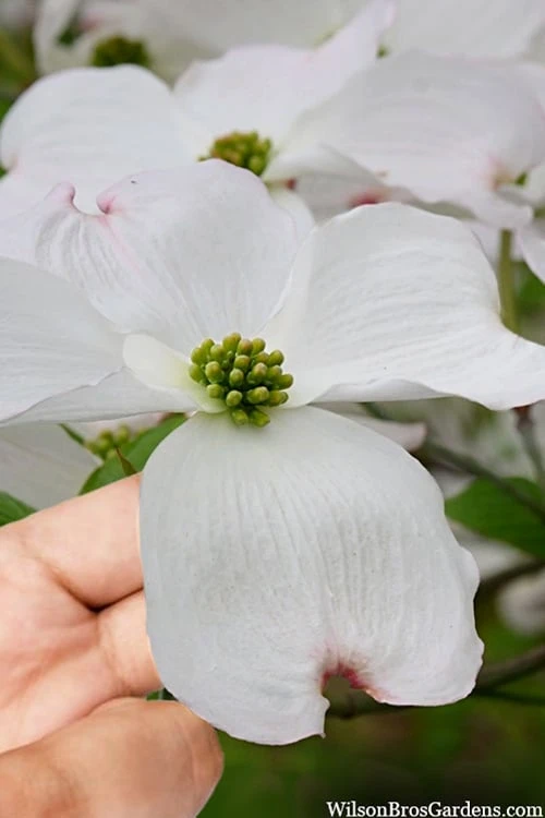 Cloud 9 Dogwood Tree - 1 Gallon Pot 1 Cloud 9 Dogwood Tree - 1 Gallon Pot