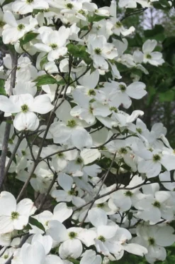 Jean's Appalachian Snow White Dogwood Tree - 5 Gallon Pot