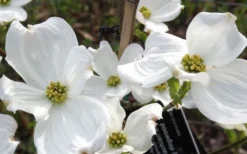 Jean's Appalachian Snow White Dogwood Tree - 5 Gallon Pot -Plant Promotion Store cornus florida jeans appalachian snow white dogwood 4 1