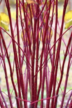 Red Osier Red Twig Dogwood (Cornus Sericea) - 2 Gallon Pot 11 Red Osier Red Twig Dogwood (Cornus Sericea) - 2 Gallon Pot -Plant Promotion Store cornus sericera red osier dogwood 1
