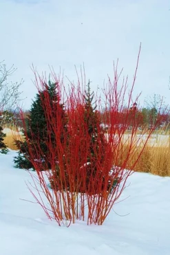 Red Osier Red Twig Dogwood (Cornus Sericea) - 2 Gallon Pot 10 Red Osier Red Twig Dogwood (Cornus Sericea) - 2 Gallon Pot -Plant Promotion Store cornus sericera red osier dogwood 4