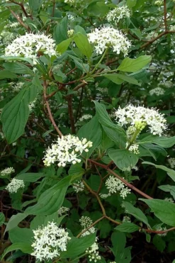 Red Osier Red Twig Dogwood (Cornus Sericea) - 2 Gallon Pot 12 Red Osier Red Twig Dogwood (Cornus Sericea) - 2 Gallon Pot -Plant Promotion Store cornus sericera red osier dogwood 5