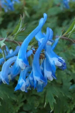 Hillier Porcelain Blue Corydalis - 1 Gallon Pot 9 Hillier Porcelain Blue Corydalis - 1 Gallon Pot -Plant Promotion Store corydalis flexuosa porcelian blue 3