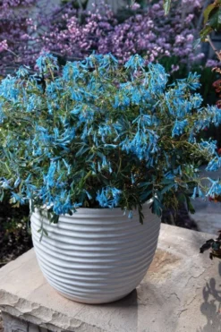 Hillier Porcelain Blue Corydalis - 1 Gallon Pot 8 Hillier Porcelain Blue Corydalis - 1 Gallon Pot -Plant Promotion Store corydalis flexuosa porcelian blue 5