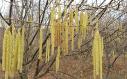 American Hazelnut (Filbert) - 1 Gallon Pot 13 American Hazelnut (Filbert) - 1 Gallon Pot -Plant Promotion Store corylus american american hazelnut fall leaves 10