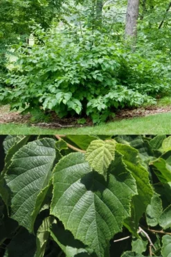 American Hazelnut (Filbert) - 1 Gallon Pot 12 American Hazelnut (Filbert) - 1 Gallon Pot -Plant Promotion Store corylus american american hazelnut fall leaves 13