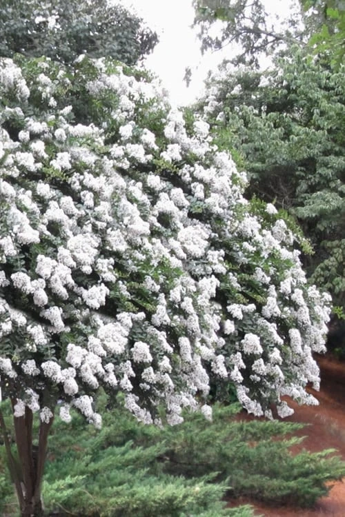 Acoma Weeping White Crape Myrtle - 7 Gallon Pot (5-6') 1 Acoma Weeping White Crape Myrtle - 7 Gallon Pot (5-6')