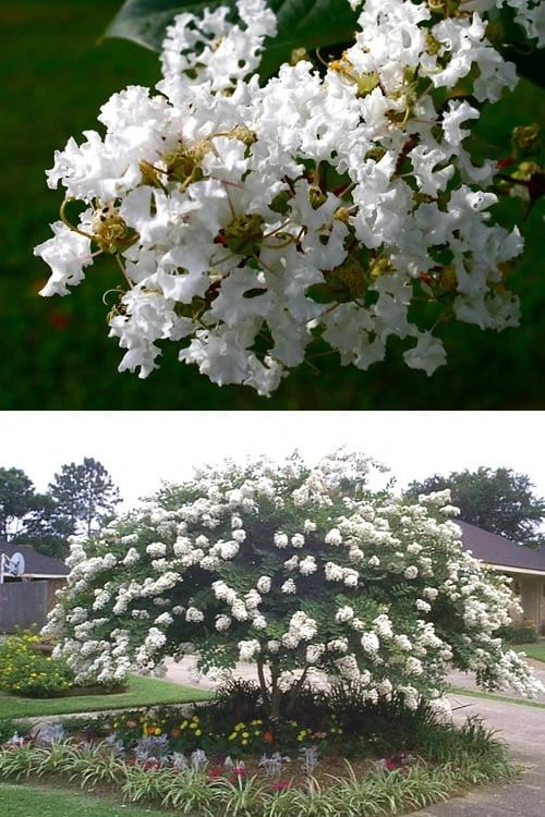 Acoma Weeping White Crape Myrtle - 3 Gallon Pot 4 Acoma Weeping White Crape Myrtle - 3 Gallon Pot - Image 4