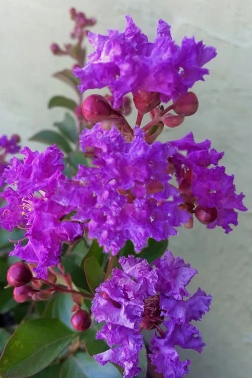 Catawba Purple Crape Myrtle - 5 Gallon Pot 1 Catawba Purple Crape Myrtle - 5 Gallon Pot