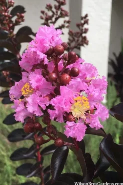 Delta Jazz Crape Myrtle - Single Trunk Topiary Tree - 5 Gallon Pot -Plant Promotion Store crape myrtle delta jazz 201 1