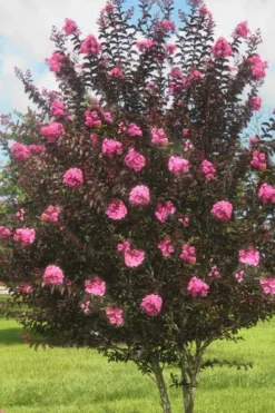 Delta Jazz Crape Myrtle - 2 Gallon Pot -Plant Promotion Store crape myrtle delta jazz 50
