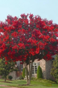 Dynamite Red Crape Myrtle - 5 Gallon Pot 8 Dynamite Red Crape Myrtle - 5 Gallon Pot -Plant Promotion Store crape myrtle dynamite 10 1