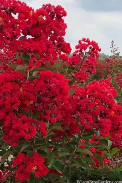 Miss Frances Red Crape Myrtle - 3 Gallon Pot -Plant Promotion Store crape myrtle miss frances red 1