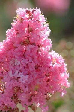 Sioux Pink Crape Myrtle Tree (Single Trunk) - 5 Gallon Pot -Plant Promotion Store crape myrtle sioux pink 52