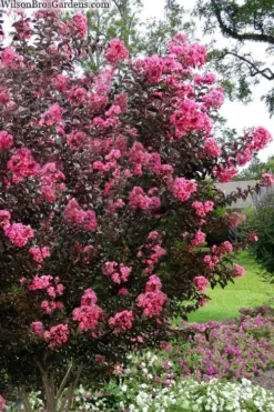 Twilight Magic Crape Myrtle - 3 Gallon Pot -Plant Promotion Store crape myrtle twilight magic 2