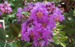 Early Bird Purple Crape Myrtle - 2 Gallon Pot -Plant Promotion Store crapemyrtleearlybirdpurple