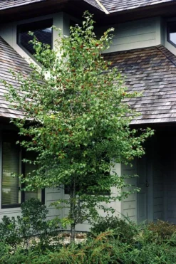 Washington Hawthorn (Crataegus Phaenopyrum) - 3 Gallon Pot -Plant Promotion Store crataegus phaenopyrum washington hawthorne 1