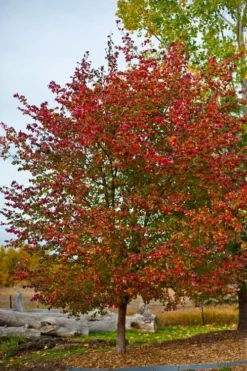 Washington Hawthorn (Crataegus Phaenopyrum) - 3 Gallon Pot -Plant Promotion Store crataegus phaenopyrum washington hawthorne 3