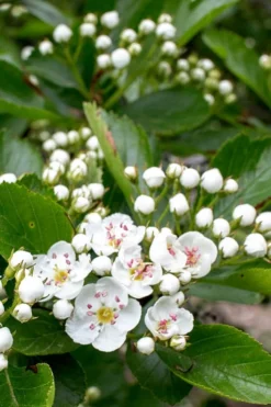 Washington Hawthorn (Crataegus Phaenopyrum) - 3 Gallon Pot -Plant Promotion Store crataegus phaenopyrum washington hawthorne 5