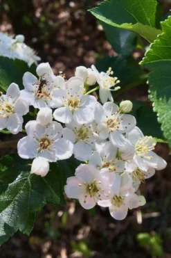 Washington Hawthorn (Crataegus Phaenopyrum) - 3 Gallon Pot -Plant Promotion Store crataegus phaenopyrum washington hawthorne 6
