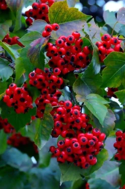 Washington Hawthorn (Crataegus Phaenopyrum) - 3 Gallon Pot -Plant Promotion Store crataegus phaenopyrum washington hawthorne 7