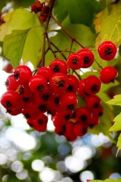 Washington Hawthorn (Crataegus Phaenopyrum) - 3 Gallon Pot -Plant Promotion Store crataegus phaenopyrum washington hawthorne 8