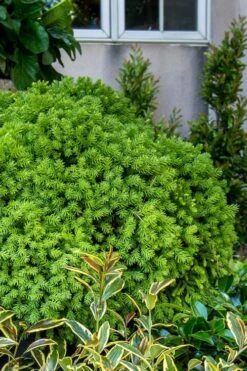 Dragon Prince Cryptomeria - 3 Gallon Pot -Plant Promotion Store cryptomeria dragon prince dwarf japanese cedar 1 1