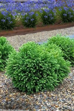 Dragon Prince Cryptomeria - 3 Gallon Pot -Plant Promotion Store cryptomeria dragon prince dwarf japanese cedar 5 1