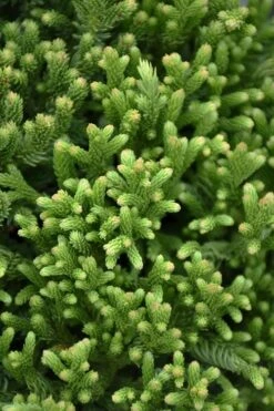 Dragon Warrior Cryptomeria - 3 Gallon Pot -Plant Promotion Store cryptomeria dragon warrior japanese cedar 1