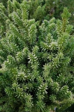 Vilmorin's Dwarf Cryptomeria (Japanese Cedar) - 1 Gallon Pot -Plant Promotion Store cryptomeria japonica vilmoriniana dwarf japanese cedar 12