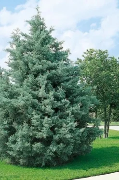 Carolina Sapphire Arizona Cypress - 1 Gallon Pot -Plant Promotion Store cupressus arizonica arizona carolina sapphire cypress 102