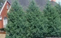 Carolina Sapphire Arizona Cypress - 2.5 Quart Pot 12 Carolina Sapphire Arizona Cypress - 2.5 Quart Pot -Plant Promotion Store cupressus arizonica arizona carolina sapphire cypress 103 1