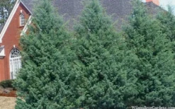 Carolina Sapphire Arizona Cypress - 1 Gallon Pot -Plant Promotion Store cupressus arizonica arizona carolina sapphire cypress 103
