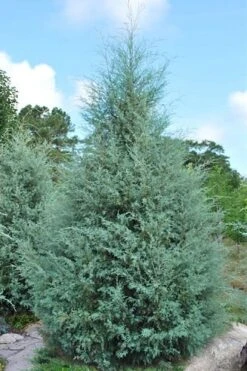 Carolina Sapphire Arizona Cypress - 2.5 Quart Pot -Plant Promotion Store cupressus arizonica arizona carolina sapphire cypress 1 thumbnail