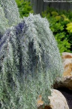 Raywood Weeping Arizona Cypress - 6 Gallon Pot -Plant Promotion Store cupressus arizonica raymonds weeping arizona cypress 3
