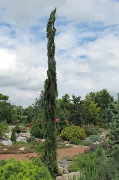 Van Den Akker Nootka Cypress - 6 Gallon Pot -Plant Promotion Store cupressus nootkatensis van der akker alskan cedar 1