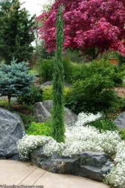 Van Den Akker Nootka Cypress - 6 Gallon Pot -Plant Promotion Store cupressus nootkatensis van der akker alskan cedar 4