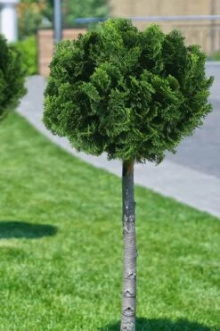 Dwarf Hinoki Cypress Tree (Single Trunk Topiary) - 7 Gallon Pot -Plant Promotion Store cypress dwarf hinoki stand topiary tree form 1