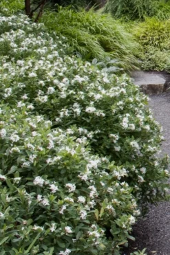 Jim's Pride White Summer Daphne - Daphne X Transatlantica - 3 Gallon Pot -Plant Promotion Store daphne jims pride 1 1